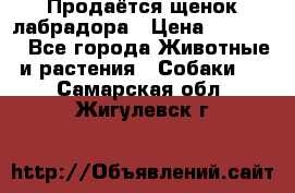 Продаётся щенок лабрадора › Цена ­ 30 000 - Все города Животные и растения » Собаки   . Самарская обл.,Жигулевск г.